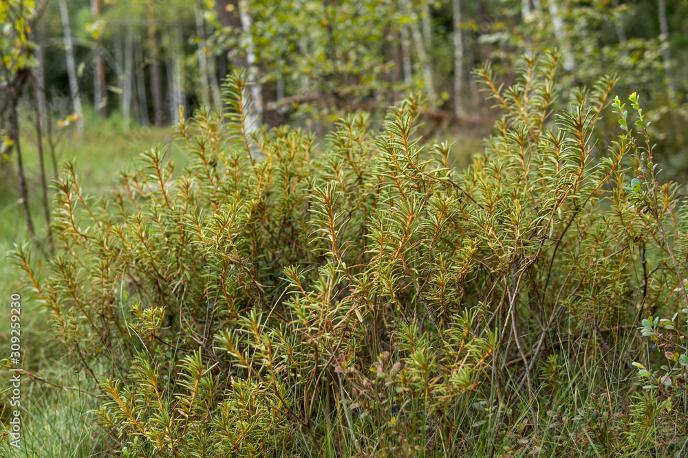 Lycopodium annotinum inside of a forest Lycopodium annotinum inside of a forest