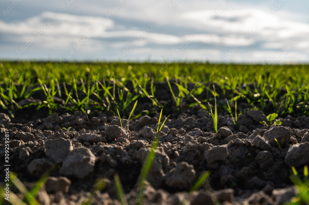 Young wheat seedlings growing on a field in autumn. Young green wheat growing in soil. Agricultural proces. Close up on sprouting rye agriculture on a field sunny day with blue sky. Sprouts of rye. Young wheat seedlings growing on a field in autumn. Young green wheat growing in soil. Agricultural proces. Close up on sprouting rye agriculture on a field sunny day with blue sky. Sprouts of rye.