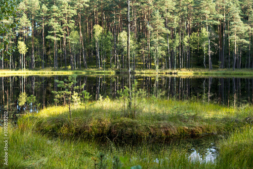 Fototapeta Naklejka Na Ścianę i Meble -  floating island on a dystrophic lake