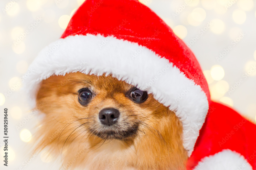small pomeranian in santa costume on christmas bokeh background small pomeranian in santa costume on christmas bokeh background