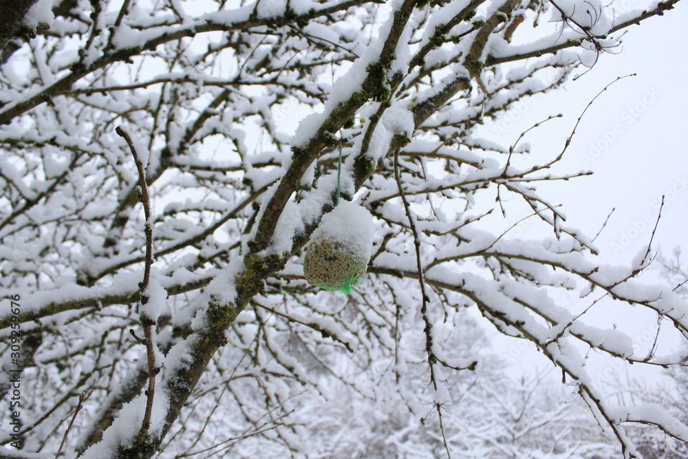 Meisenknödel im Winter Meisenknödel im Winter