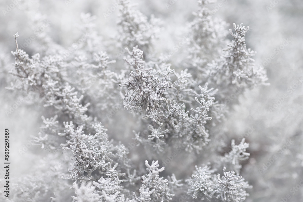 White plant texture, beautiful nature White plant texture, beautiful nature