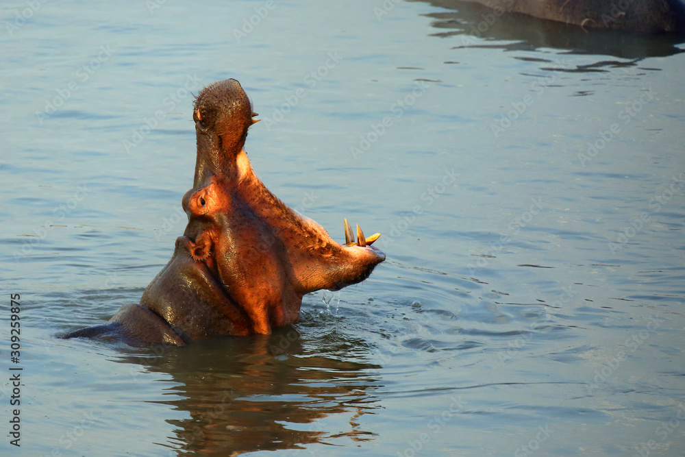 Fototapeta premium The common hippopotamus (Hippopotamus amphibius) or hippo is warning by open jaws and swimming in the middle of lake in beautiful evening light