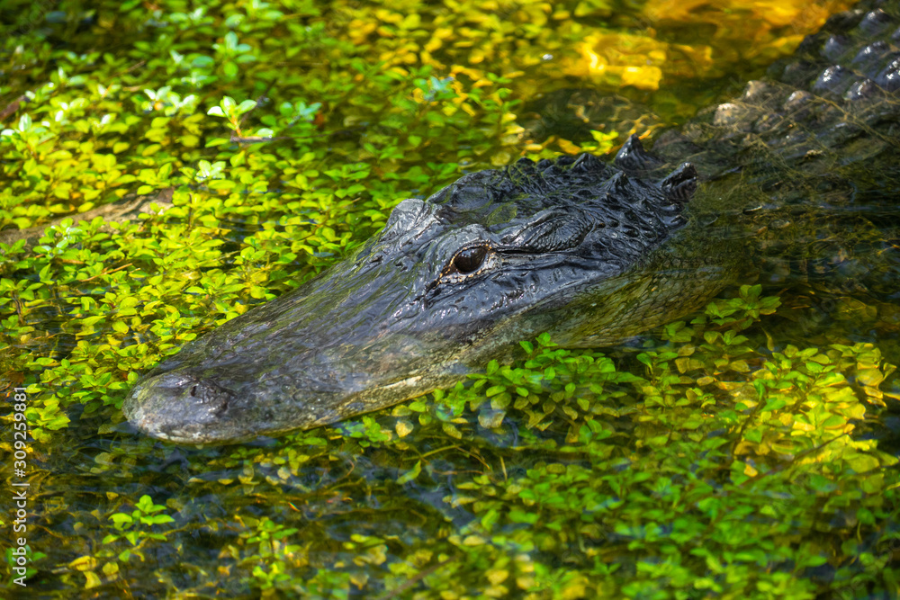 Fototapeta premium Alligator head. Everglades National Park. Florida. USA. 