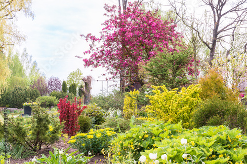 spring day in a decorative garden with plants, shrubs and trees of different colors; light green, green, yellow, purple, red, white in the garden landscape
