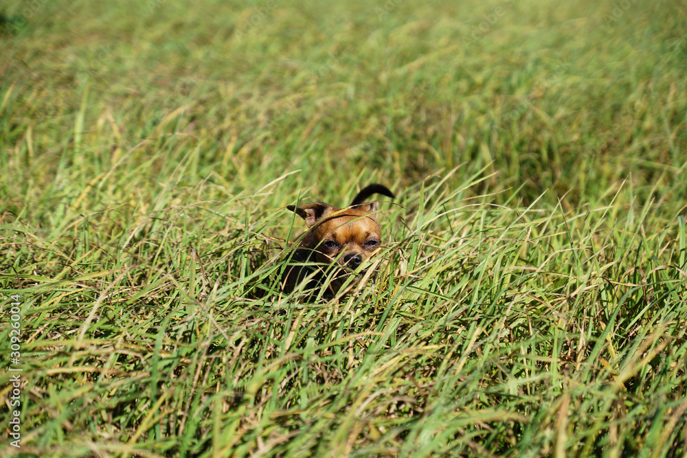 Little dog Toy terrier with character. Walks on a meadow and on green grass at sunny day. Brown