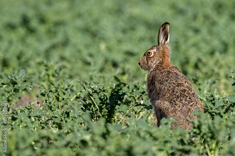 Fototapeta premium Brown Hare Sat In Field