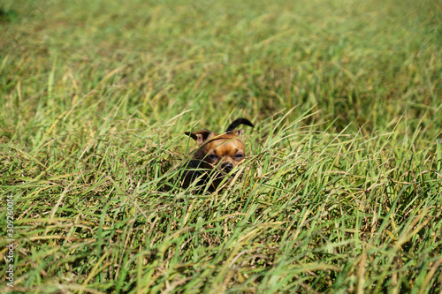 Little dog Toy terrier with character. Walks on a meadow and on green grass at sunny day. Brown © Underwater girls