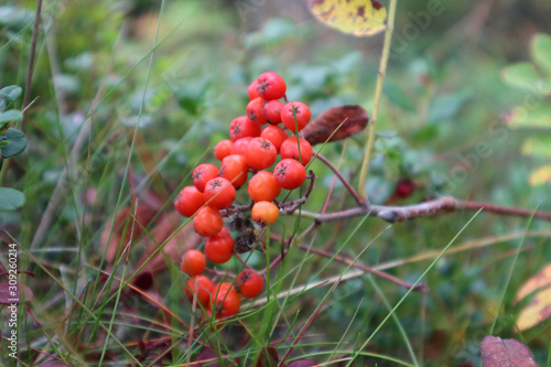 Rowan berries autumn natural red colors branch. Close up with blurred background.