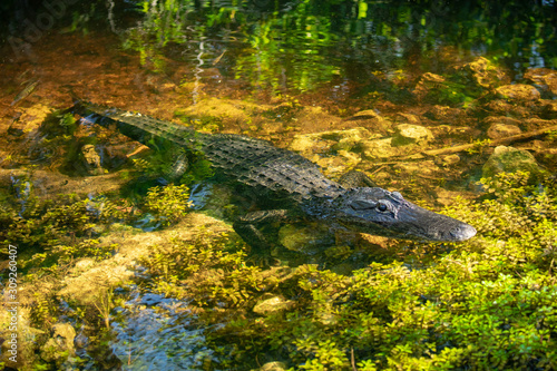 Alligator head. Everglades National Park. Florida. USA.  © miami2you