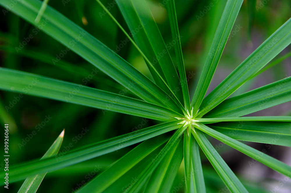 Beautiful big green palm tree branch. Beautiful big green palm tree branch.