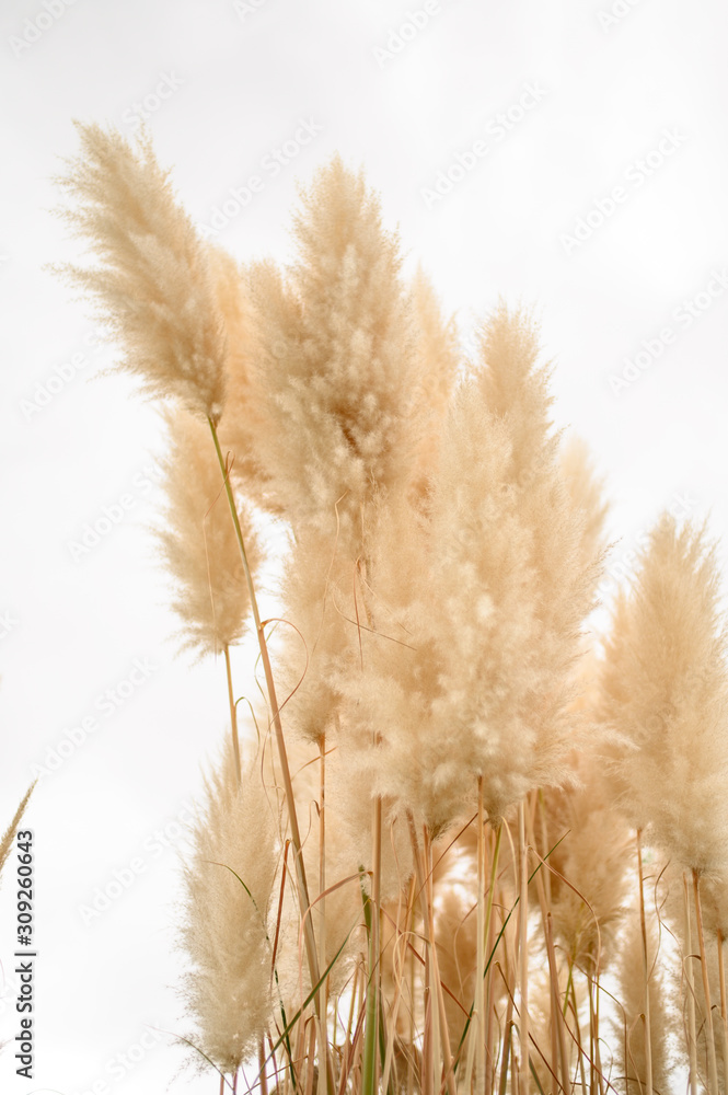 Pampas grass, plant wedding decor Pampas grass, plant wedding decor