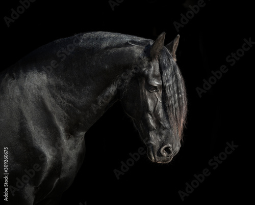 Portrait of big black horse on black backround © ashva