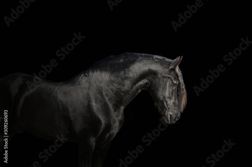Portrait of big black horse on black backround