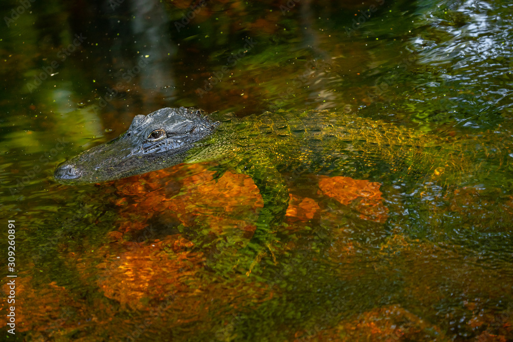 Fototapeta premium Alligator head. Everglades National Park. Florida. USA.