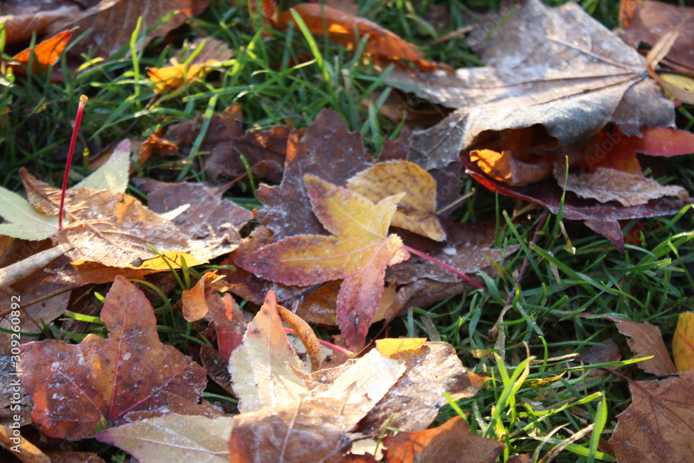 Herbstfrost