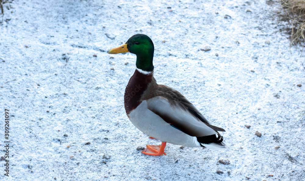 Mallard Duck with clipping path. Colourful mallard duck isolated on white background