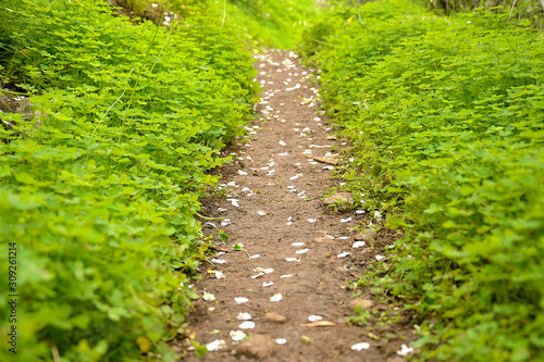 a road surrounded by green and with flower petals on the ground