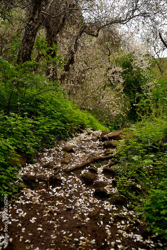 Road full of leaves of an almond blossom