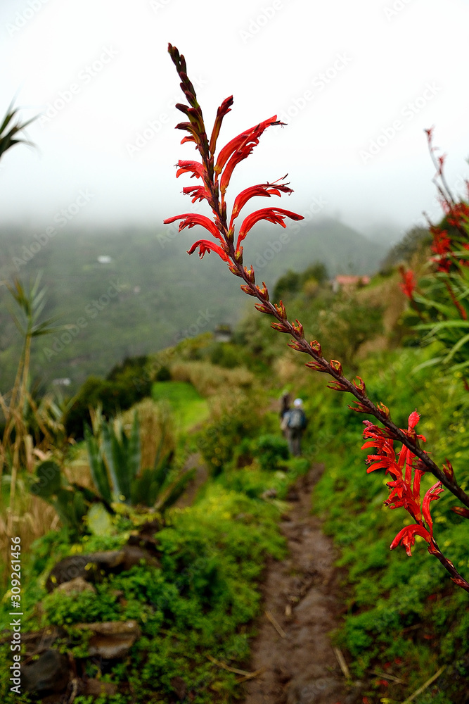 Hiker path with a red plant on green background Hiker path with a red plant on green background