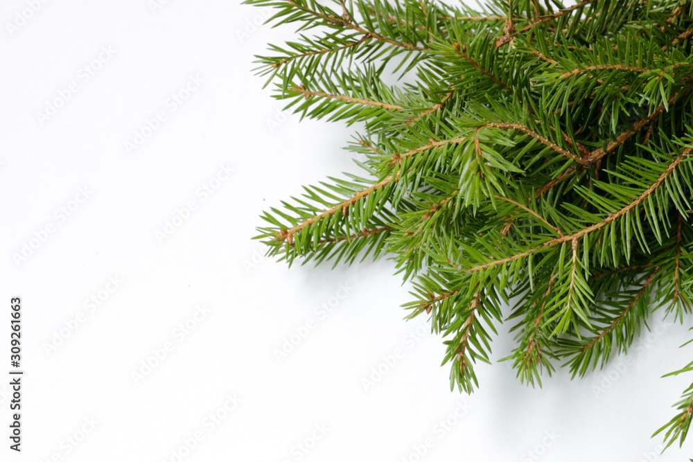 fir branches on isolated background