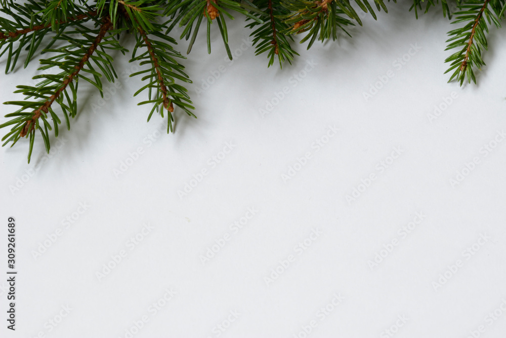 fir branch fir branch
