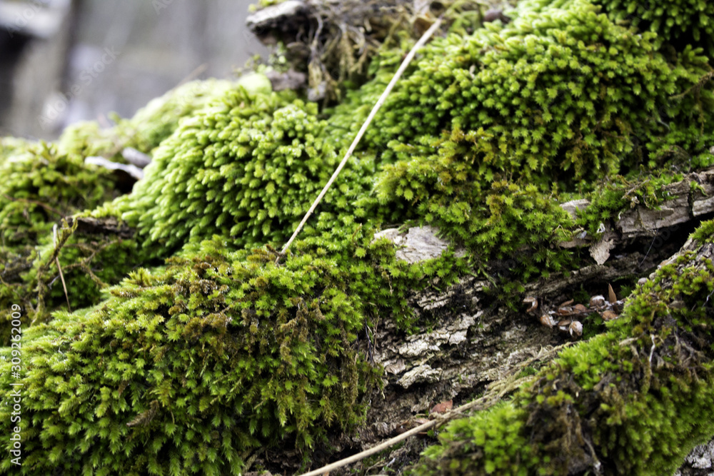Moss on trees