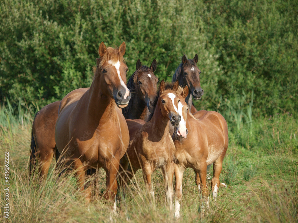 Herd of Horses Herd of Horses