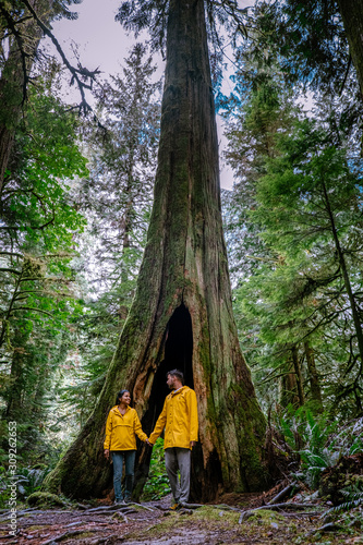 Cathedral Grove national park Vancouver Island, couple in yellow rain jackets walking in the rain forest with huge Douglas trees  photo