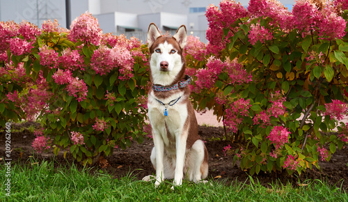 Colorful photo postcard. Small group purple flowers bushes late flowering. Interested look through hydrangeas. Sunlight Pink cute nose. Horizontal snapshot husky white brown color, blue eyes big ears