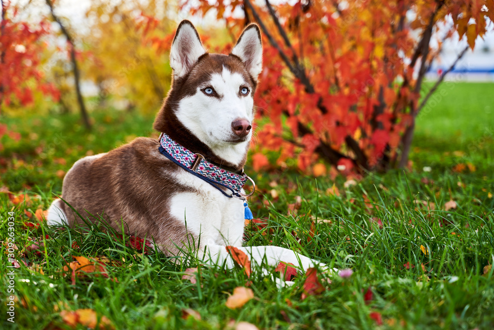 Pensive sad dog lying on the grass autumn orange leaves, staring ahead, empty space for text. Horizontal snapshot husky in white brown coloring, blue eyes, big acute ears. Pensive sad dog lying on the grass autumn orange leaves, staring ahead, empty space for text. Horizontal snapshot husky in white brown coloring, blue eyes, big acute ears.