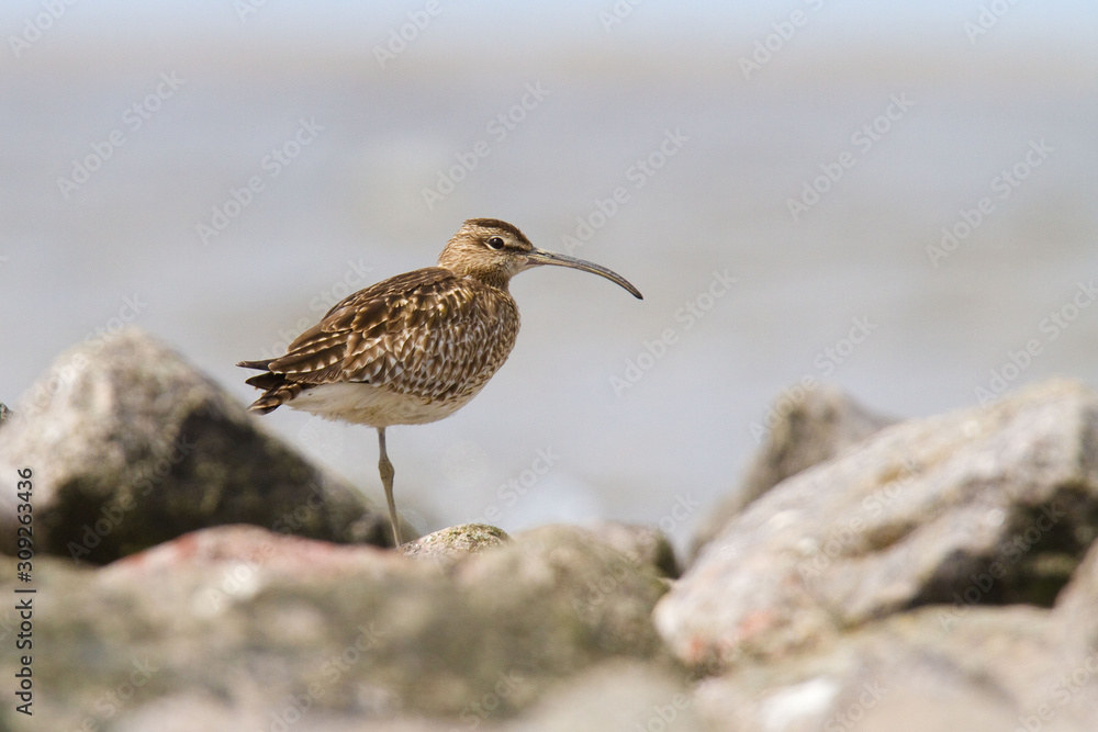 Kulik mniejszy (Numenius phaeopus) Kulik mniejszy (Numenius phaeopus)
