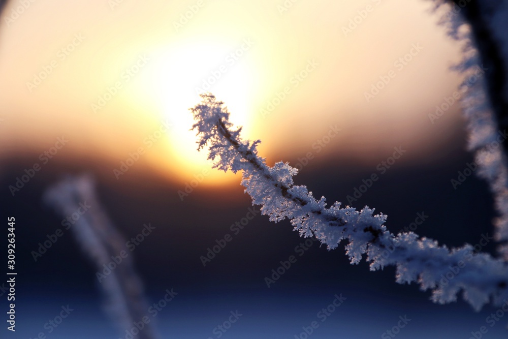 tree branch covered with hoarfrost close-up on a sunset background