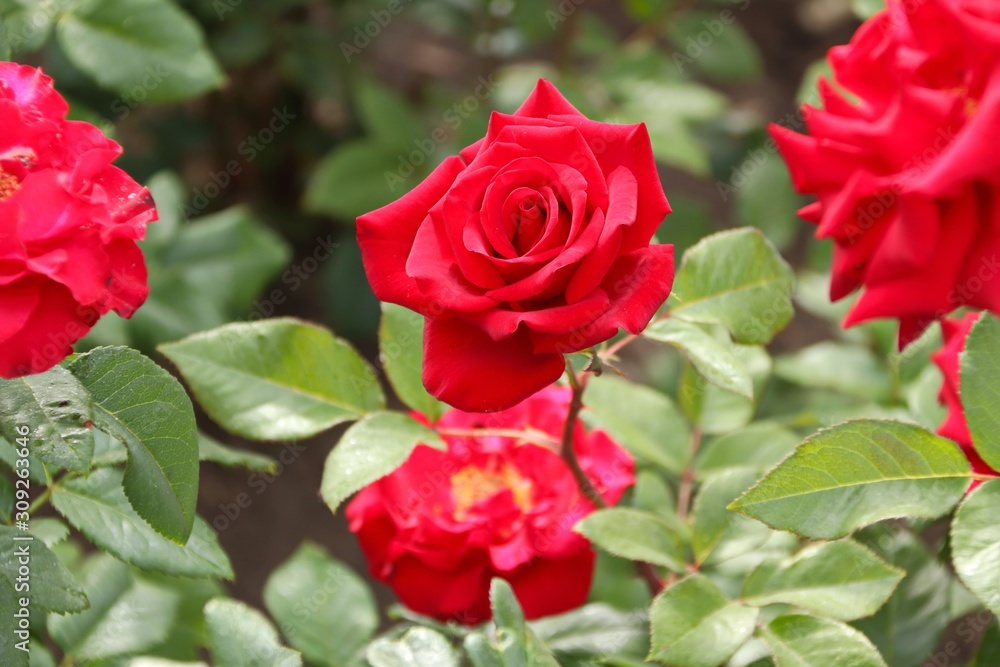 dark red rose close up macro with green leafs dark red rose close up macro with green leafs