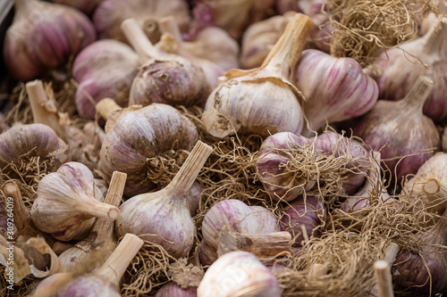 Freshly harvested garlic bulbs ready for the market