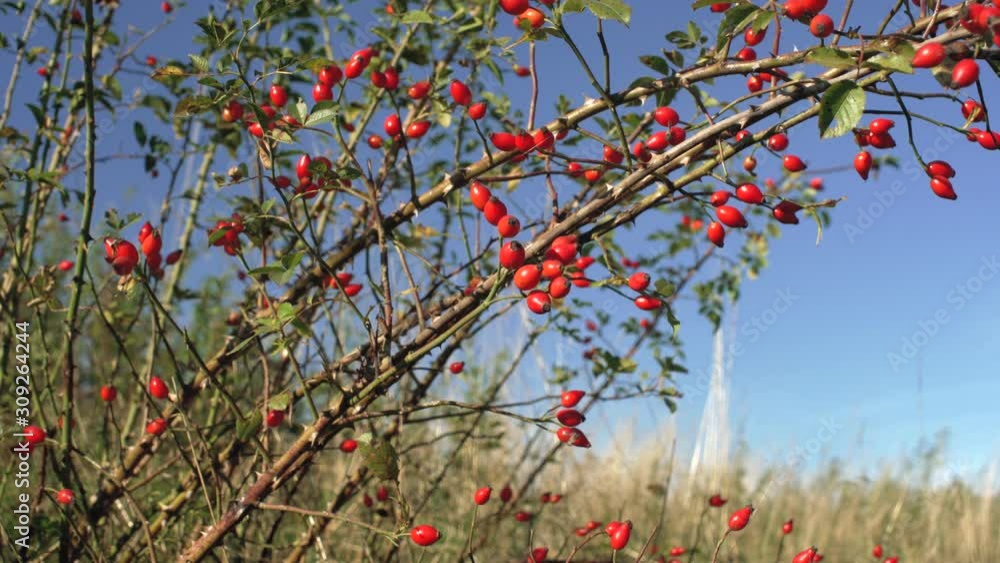 Small shrub with red rosehips (Rosa Canina - dog rose - fruits). Used in herbal medicine and as food for being rich in antioxidants and vitamin c Small shrub with red rosehips (Rosa Canina - dog rose - fruits). Used in herbal medicine and as food for being rich in antioxidants and vitamin c