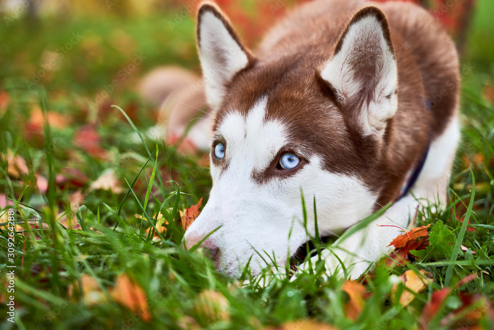 Pensive sad dog lying on the grass autumn orange leaves, staring ahead, empty space for text. Horizontal snapshot husky in white brown coloring, blue eyes, big acute ears. 