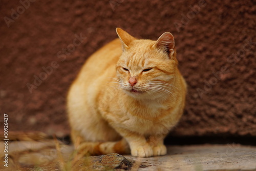 Portrait of a red cat sitting on the street. photo