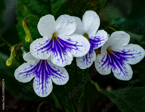 Botanical flowers
