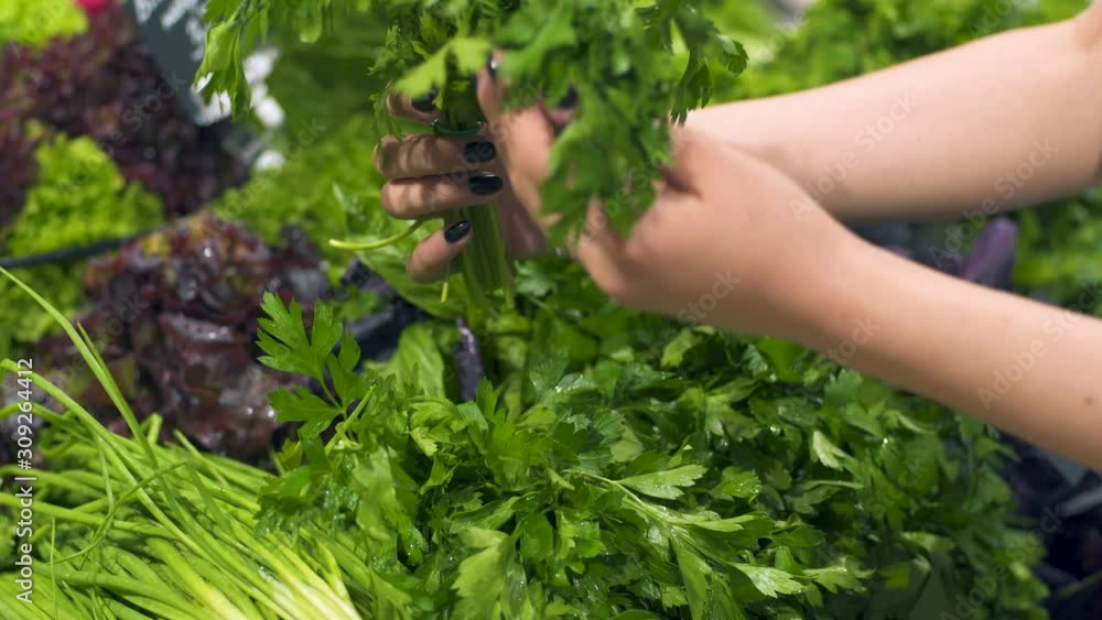 Women's hands choose parsley on the counter in the store