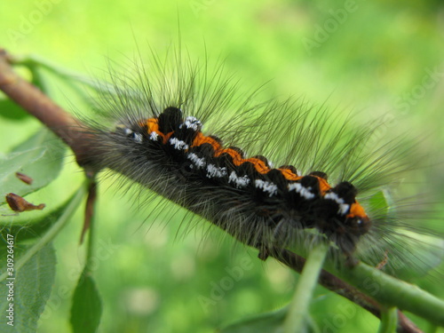 caterpillar insect © Andrey