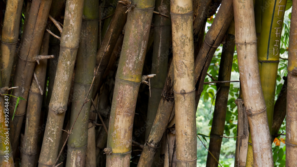 Bamboo tree closeup