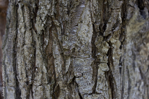 Fototapeta Naklejka Na Ścianę i Meble -  Tree bark background close up