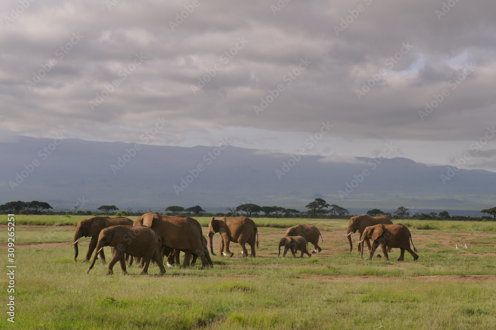 Elefphants at Kilimajaro on a Safari