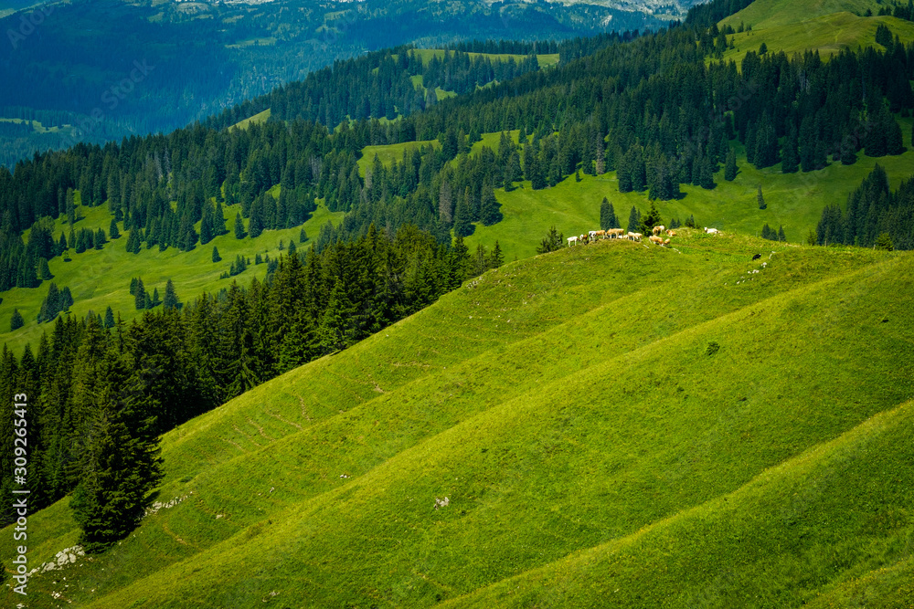 Small herd of cows graze in the Alpine meadow Small herd of cows graze in the Alpine meadow