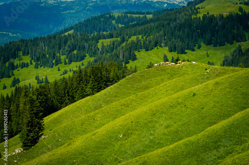 Small herd of cows graze in the Alpine meadow