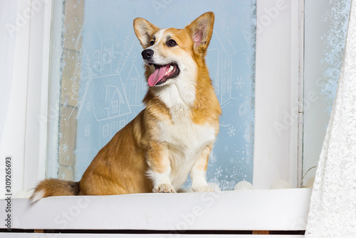 welsh corgi dog on the windowsill © Happy monkey