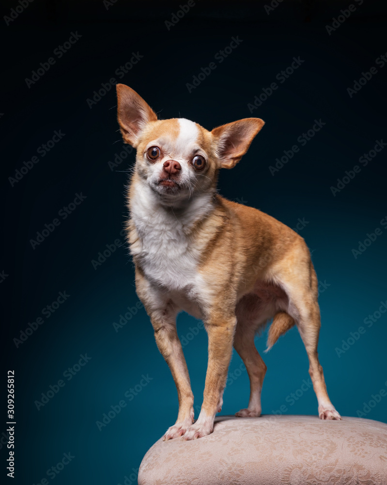 cute dog portrait 
