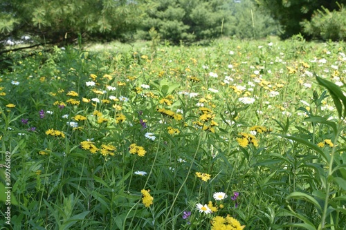 field of white and yellow flowers