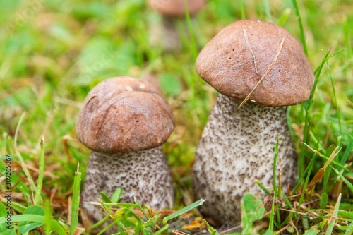 Boletus mushrooms grow in the summer in the green grass